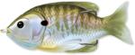 Live Target Vobler Live Target Hollow Body Sunfish Walking Bait 9cm 18g Floating Natural Olive Bluegill (F1.LT.SFH90T550)
