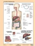 STIEFEL Tanulói munkalap, A4, STIEFEL "Az emésztőrendszer (275807) - iroszer24