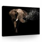 Consalnet Elefánt, vászonkép, 70x50 cm méretben (C5-11762O7)