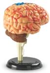 Learning Resources Creierul Uman - Macheta (LER3335-2872)