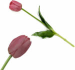  Extra tulipán-szilikon MÁLYVA az ár szálra vonatkozik (extratulipan202350-1566MALY)