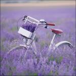 Ambiente Bike In Lavender Field papírszalvéta 33x33cm, 20db-os - szep-otthon