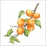 Ambiente Marille papírszalvéta 33x33cm, 20db-os - szep-otthon