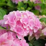  Hydrangea macrophylla Florentina pink hortenzia 5 literes cserépben (szállítás kb. Júliustól)