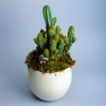 ImodFlowers Cactus in ghiveci din ceramica