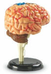 Learning Resources Creierul Uman - Macheta (ler3335)