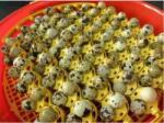 Puisor Set alveole oua prepelita incubator PUISOR (ALVEOLAPREPELITA)