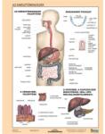 Stiefel Tanulói munkalap, A4, STIEFEL "Az emésztőrendszer (275807) - nyomtassingyen