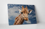 4 Decor Tablou canvas : Girafa inalta - beestick-deco - 104,00 RON