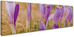 4 Decor Tablou canvas 3 piese - Branduse