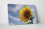 4 Decor Tablou canvas : Floarea soarelui - beestick-deco - 69,00 RON