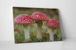 4 Decor Tablou canvas : Amanita muscaria - beestick-deco - 104,00 RON