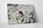 4 Decor Tablou canvas : Buburuza pe floricele - beestick-deco - 69,00 RON