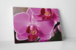 4 Decor Tablou canvas : Florile orhideei - beestick-deco - 69,00 RON