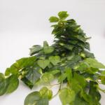  Hosszú futó - 3 fajta levéllel