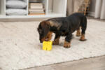 TRIXIE Snack Cube - Cub pentru dezvoltarea dexterității pentru câini 6 cm