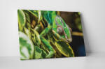 4 Decor Tablou canvas : Chameleon - beestick-deco - 69,00 RON