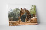 4 Decor Tablou canvas : Gradina zoologica - beestick-deco - 174,00 RON