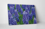 4 Decor Tablou canvas : Muscari armeniacum - beestick-deco - 104,00 RON