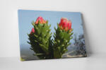 4 Decor Tablou canvas : Cactus inflorit - beestick-deco - 174,00 RON