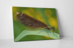 4 Decor Tablou canvas : Anisoptera - beestick-deco - 69,00 RON