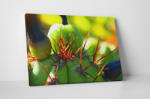 4 Decor Tablou canvas : Cactus ciudat - beestick-deco - 104,00 RON