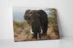 4 Decor Tablou canvas : Elefant urias - beestick-deco - 174,00 RON