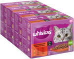Whiskas Whiskas 96 plicuri x 85 g la preț special! - 7+ Selecție clasică în sos