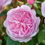 David Austin® Роза Olivia Rose Austin - David Austin®