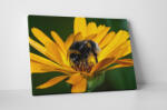 4 Decor Tablou canvas : Gerbera si albinuta - beestick-deco - 104,00 RON