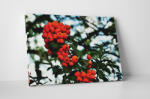 4 Decor Tablou canvas : Cotoneaster - beestick-deco - 69,00 RON