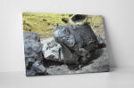 4 Decor Tablou canvas : Iguana - beestick-deco - 69,00 RON