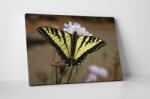 4 Decor Tablou canvas : Papilionidae - beestick-deco - 174,00 RON