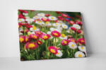 4 Decor Tablou canvas : Margarete colorate - beestick-deco - 174,00 RON