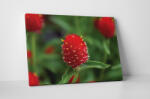 4 Decor Tablou canvas : Floare rosie cu puff - beestick-deco - 174,00 RON