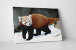 4 Decor Tablou canvas : Panda rosu in zapada - beestick-deco - 104,00 RON