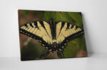 4 Decor Tablou canvas : Papilionidae galbena - beestick-deco - 69,00 RON