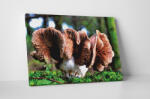 4 Decor Tablou canvas : Mushroom - beestick-deco - 69,00 RON