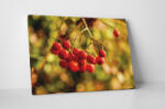 4 Decor Tablou canvas : Cotoneaster berry - beestick-deco - 69,00 RON
