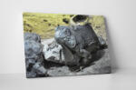 4 Decor Tablou canvas : Iguana - beestick-deco - 174,00 RON