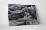 4 Decor Tablou canvas : Lei de mare - beestick-deco - 69,00 RON