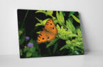 4 Decor Tablou canvas : Orange butterfly - beestick-deco - 69,00 RON