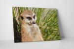 4 Decor Tablou canvas : Suricata curioasa - beestick-deco - 174,00 RON