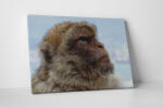 4 Decor Tablou canvas : Mountain monkey - beestick-deco - 174,00 RON