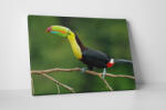 4 Decor Tablou canvas : Tucan - beestick-deco - 174,00 RON