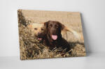 4 Decor Tablou canvas : Cuplu Labrador - beestick-deco - 69,00 RON