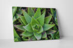 4 Decor Tablou canvas : Aloe Vera - beestick-deco - 69,00 RON