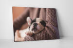 4 Decor Tablou canvas : Pui Bulldog Francez - beestick-deco - 174,00 RON