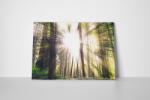 4 Decor Tablou canvas : Gorgeous Clearing - beestick-deco - 89,00 RON