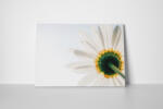 4 Decor Tablou canvas : Floare alba - beestick-deco - 89,00 RON